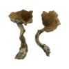 Alacabenzi Shrooms