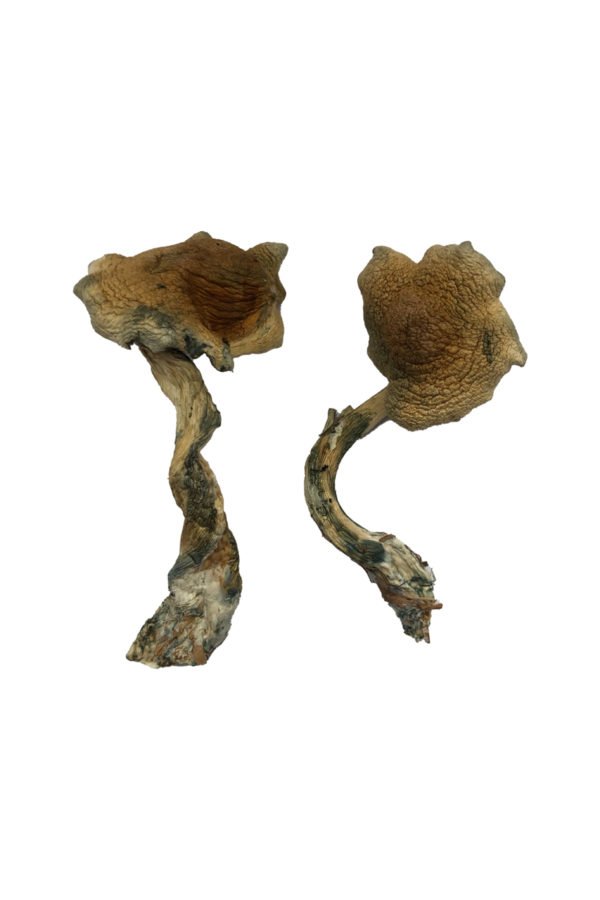 Alacabenzi Shrooms