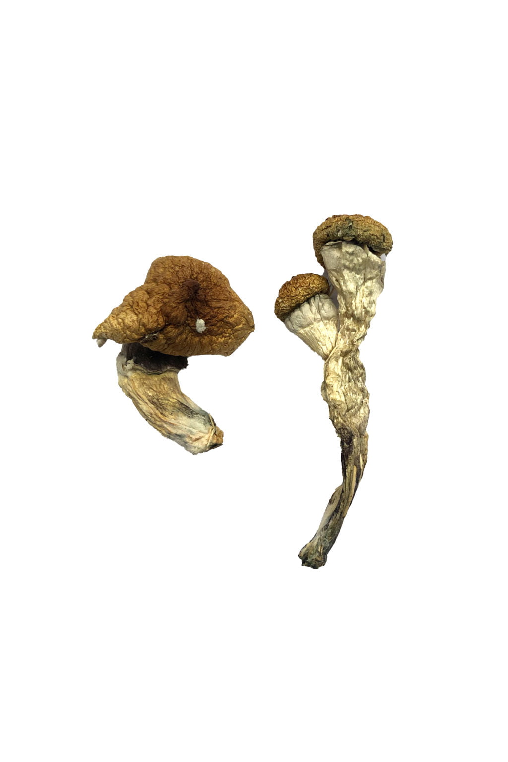 Amazonian-Magic-Mushrooms-1024x1536.jpg