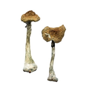 A Magic Mushrooms