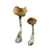 A Shrooms