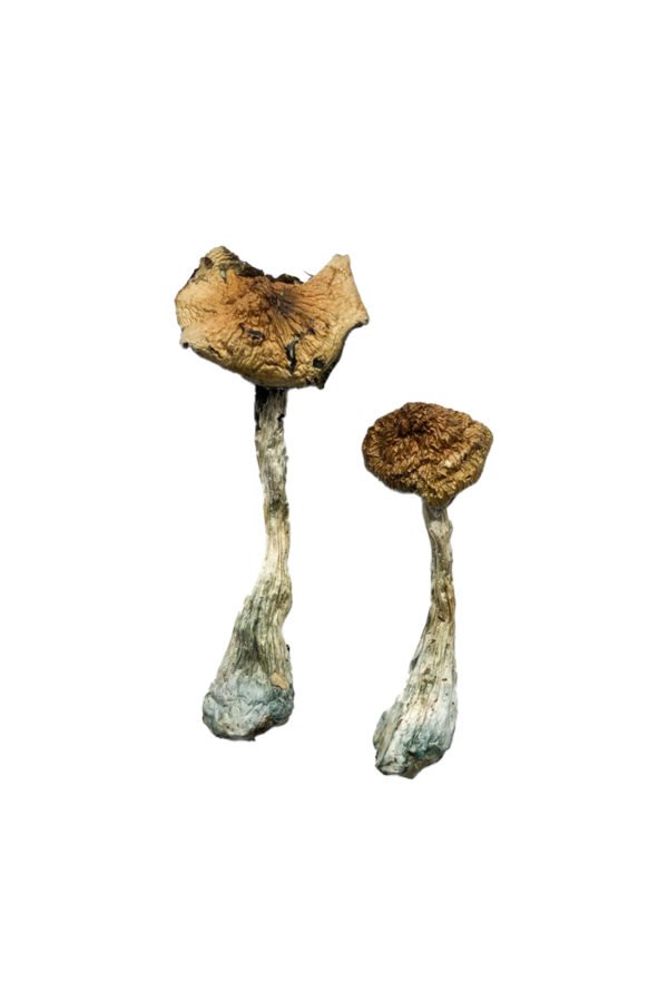 A Shrooms