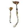 Z Strain Magic Mushrooms