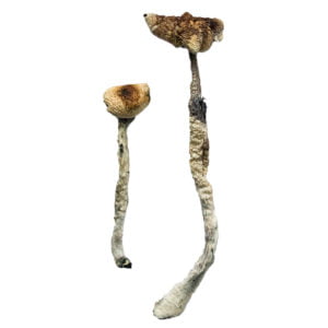 Z Strain Magic Mushrooms