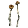 Z Strain Shrooms