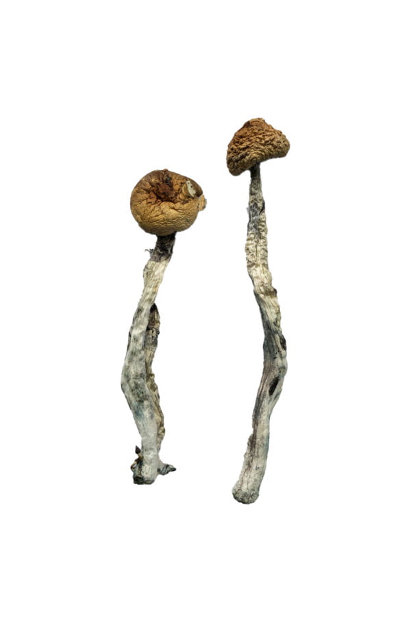 Z Strain Shrooms