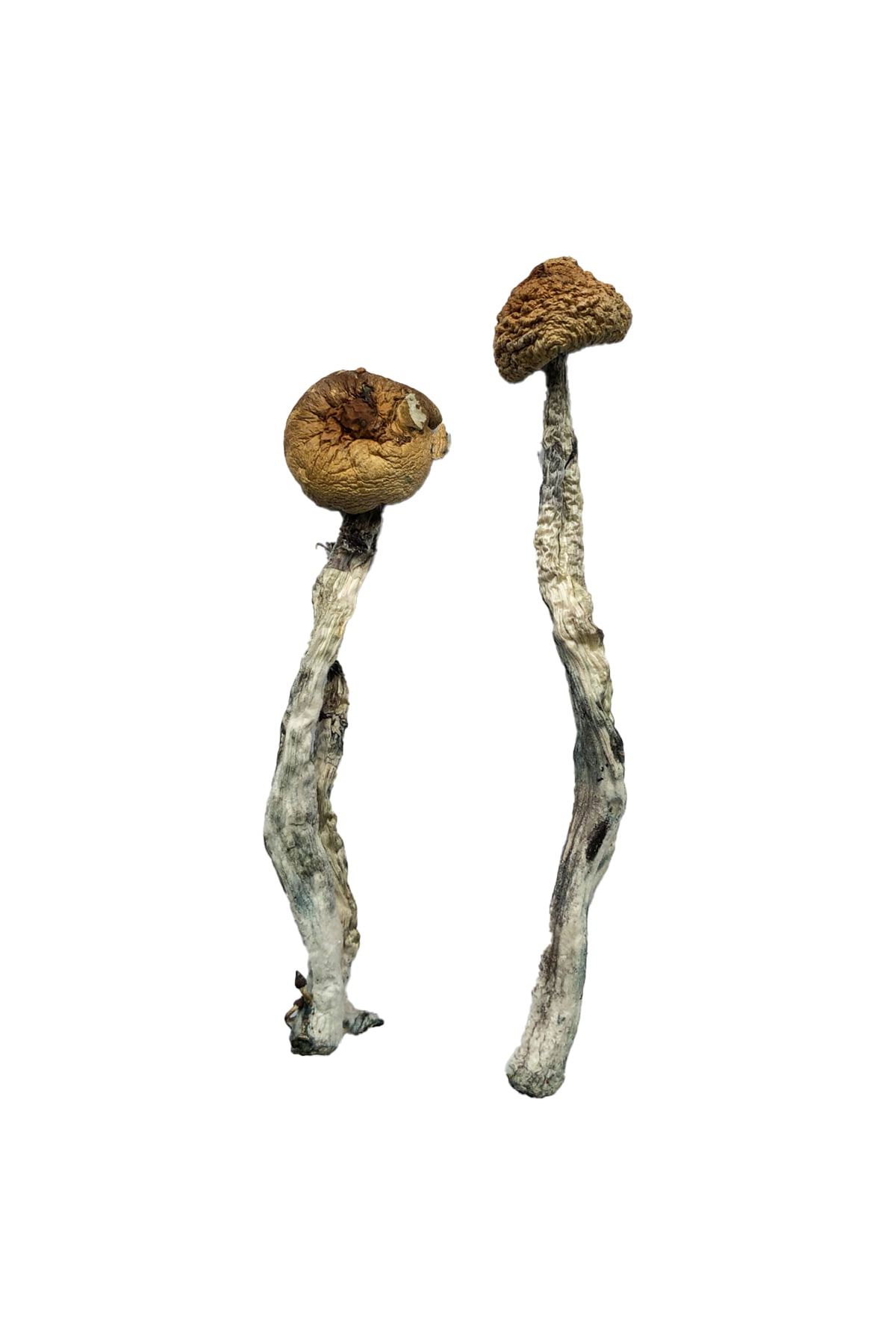 Buy Z-Strain Magic Mushrooms online