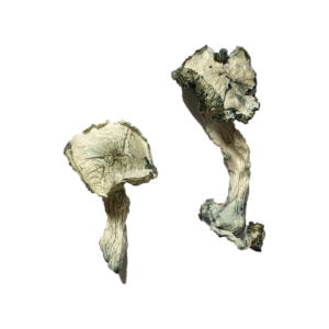 Albino Cambodians Magic Mushrooms