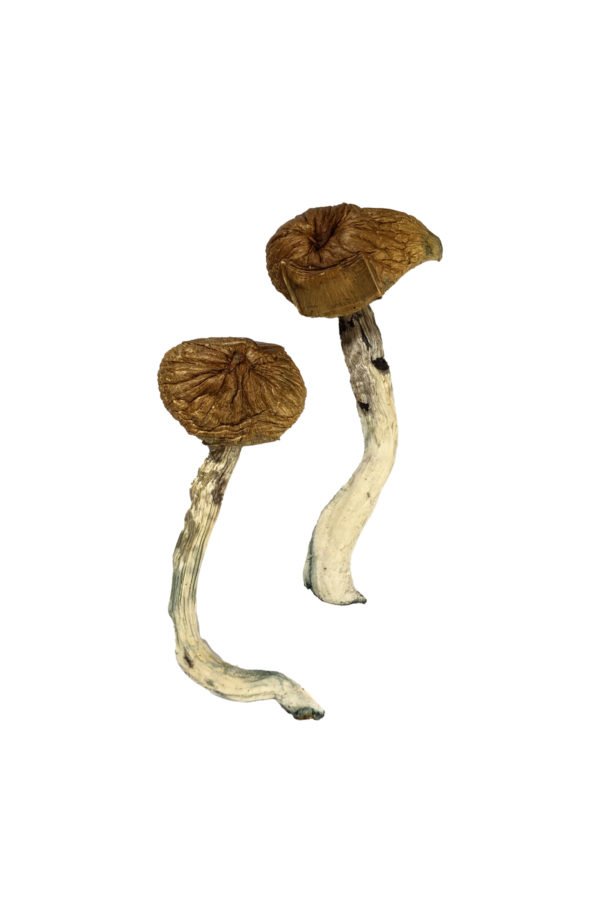Dancing Tiger Magic Mushrooms