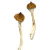 Dancing Tiger Shrooms