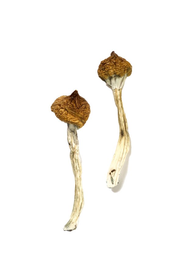 Dancing Tiger Shrooms