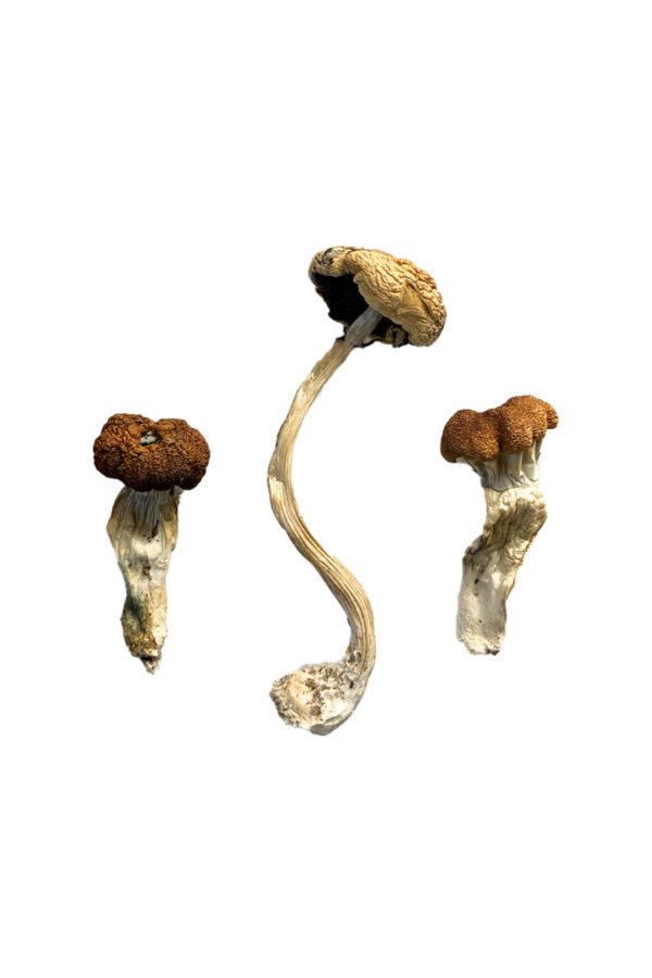 Malaysian Shrooms