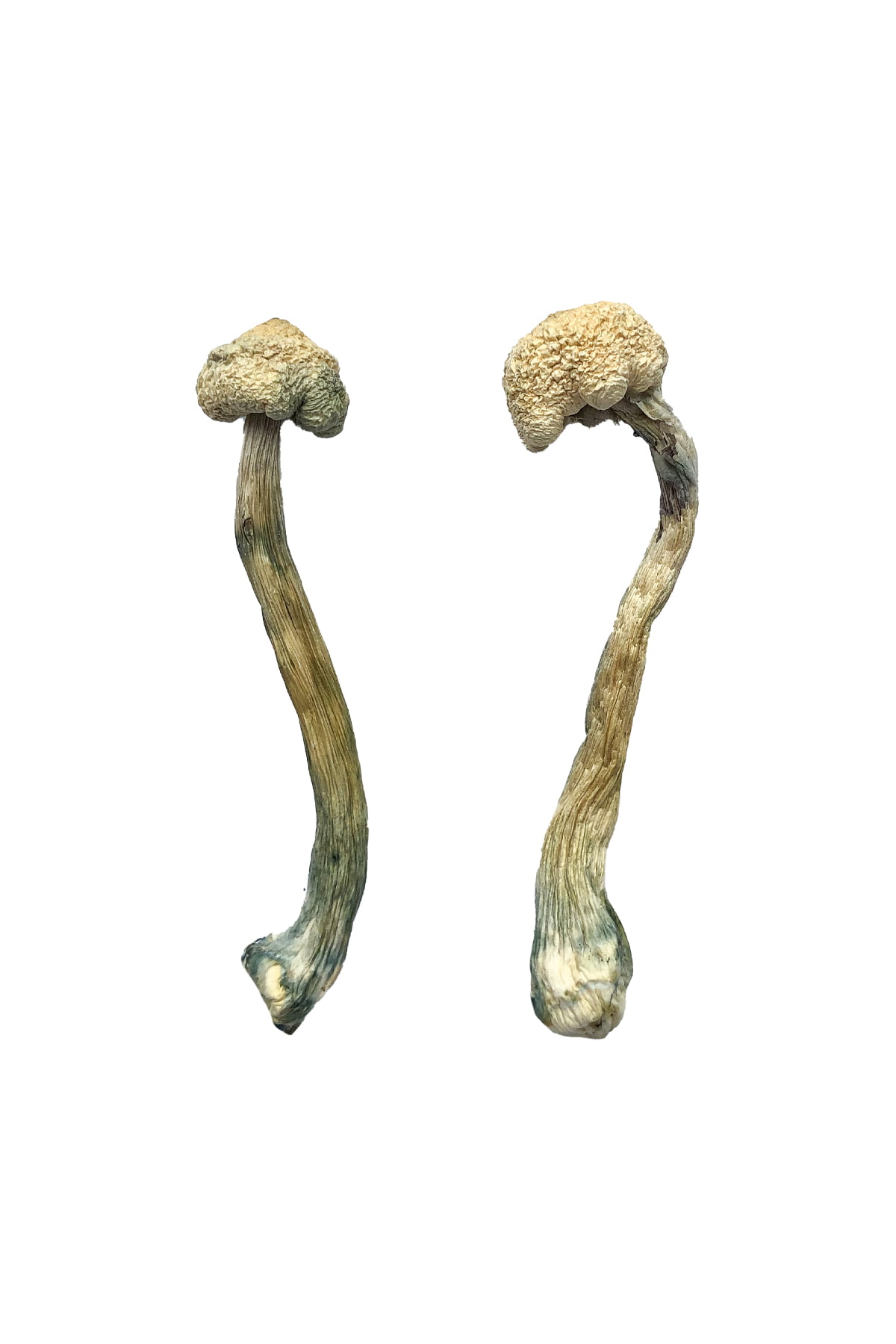 Buy Albino Treasure Coast Magic Mushrooms Online | Magic Mushrooms Dispensary