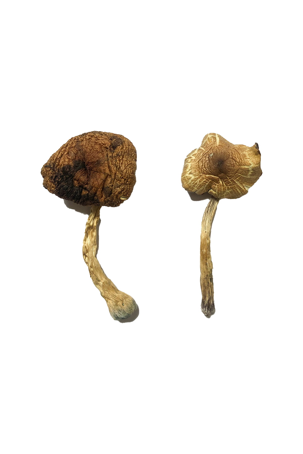 Buy Lizard King Magic Mushrooms online