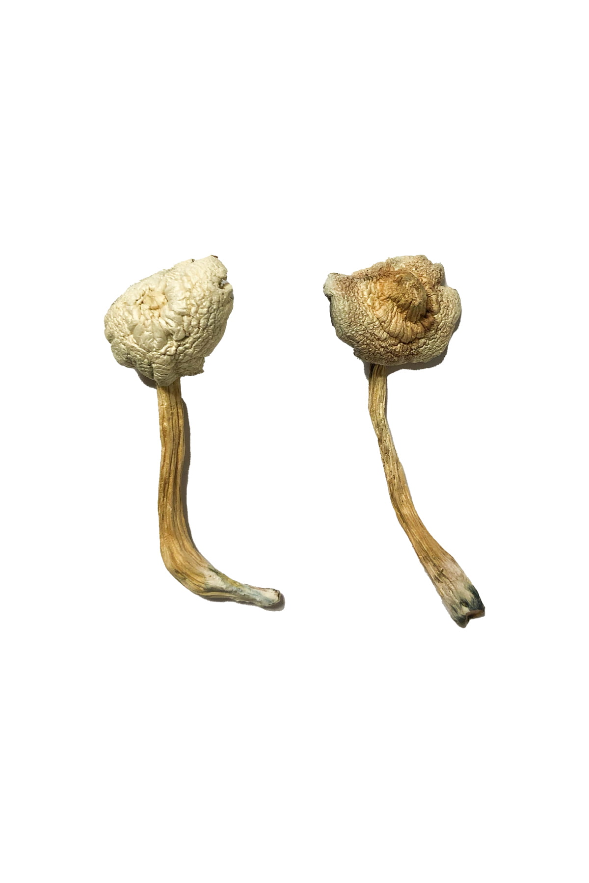Buy Rusty Whyte Magic Mushrooms online