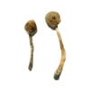 Rusty Whyte Shrooms