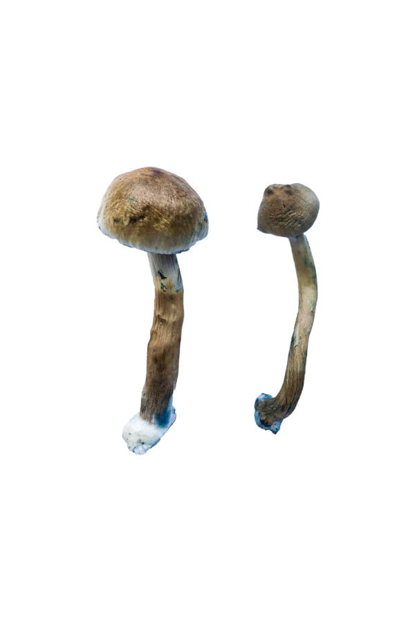 Golden Teacher Special Shrooms