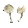 Albino Louisiana Shrooms