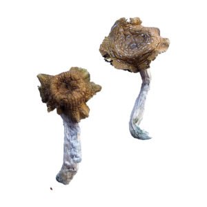 Florida White F Magic Mushrooms