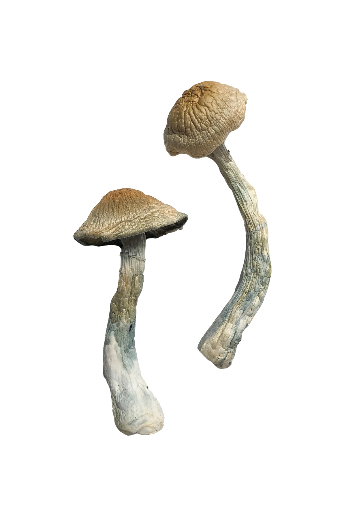 HillBilly Magic Mushrooms zu verkaufen