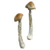 HillBilly Shrooms