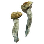 Mazatapec Magic Mushrooms