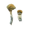 Mazatapec Shrooms