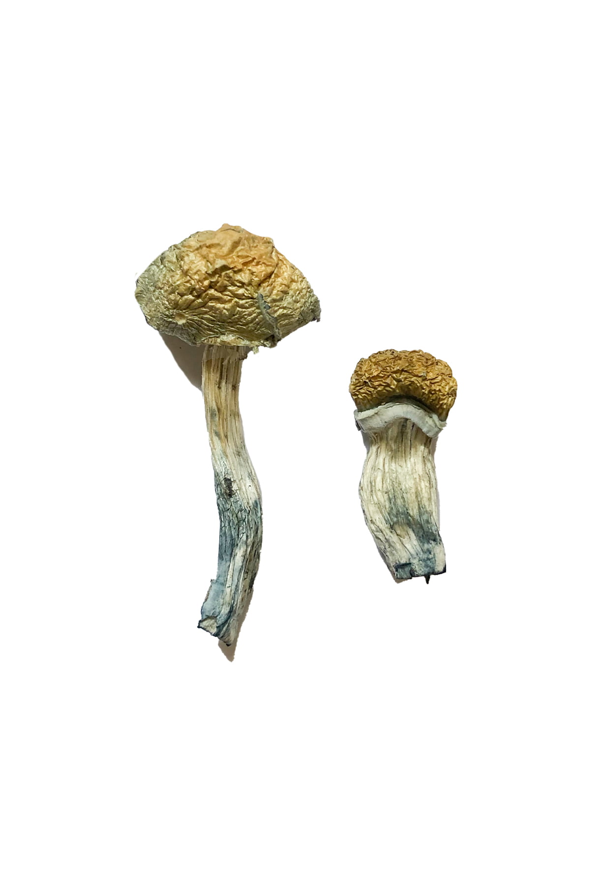 Buy Mazatapec Magic Mushrooms online