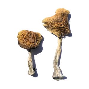 Wollongong Magic Mushrooms Product 1