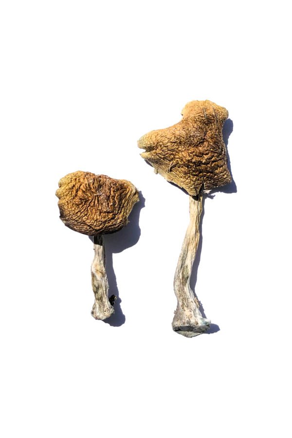 Wollongong Magic Mushrooms Product 1