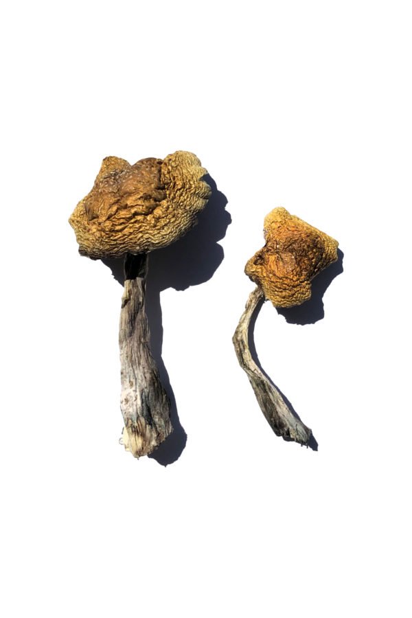 Wollongong Magic Mushrooms Product 2