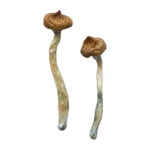 Escondido Magic Mushrooms photo 1