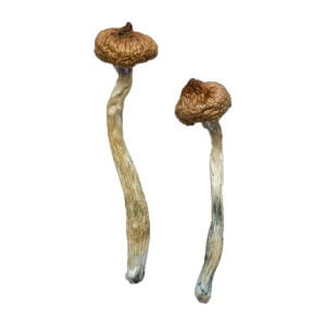 Escondido Magic Mushrooms photo 1