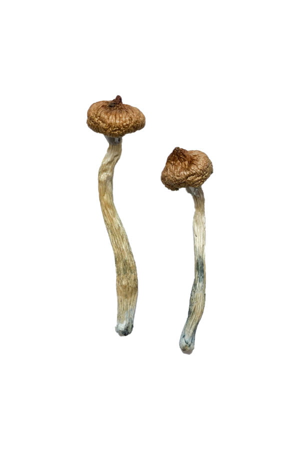 Escondido Magic Mushrooms photo 1