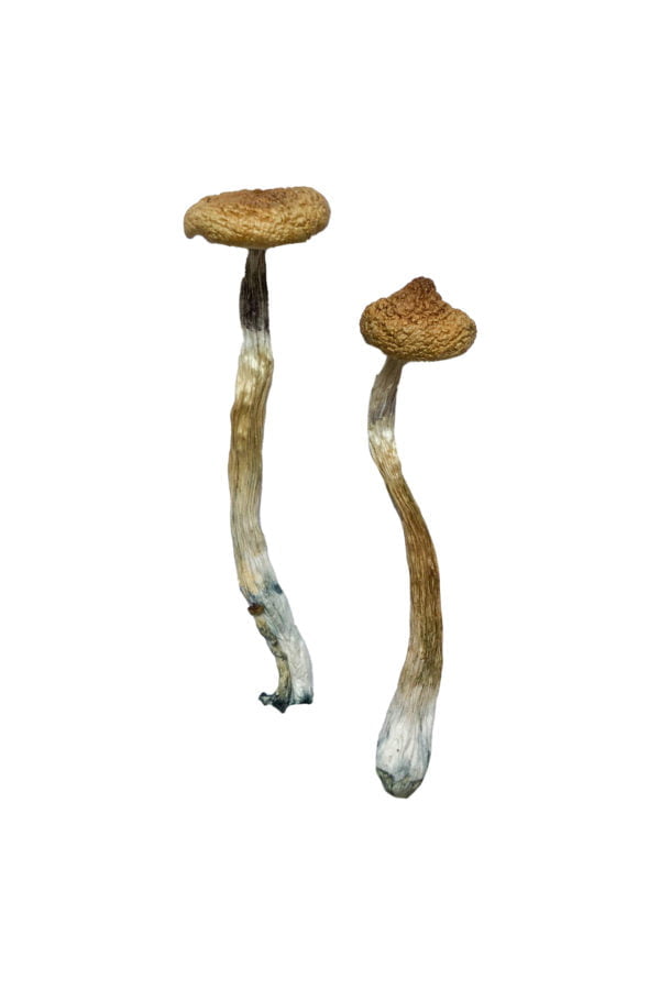 Escondido Magic Mushrooms photo 2