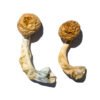 Cambodian Gold Shrooms