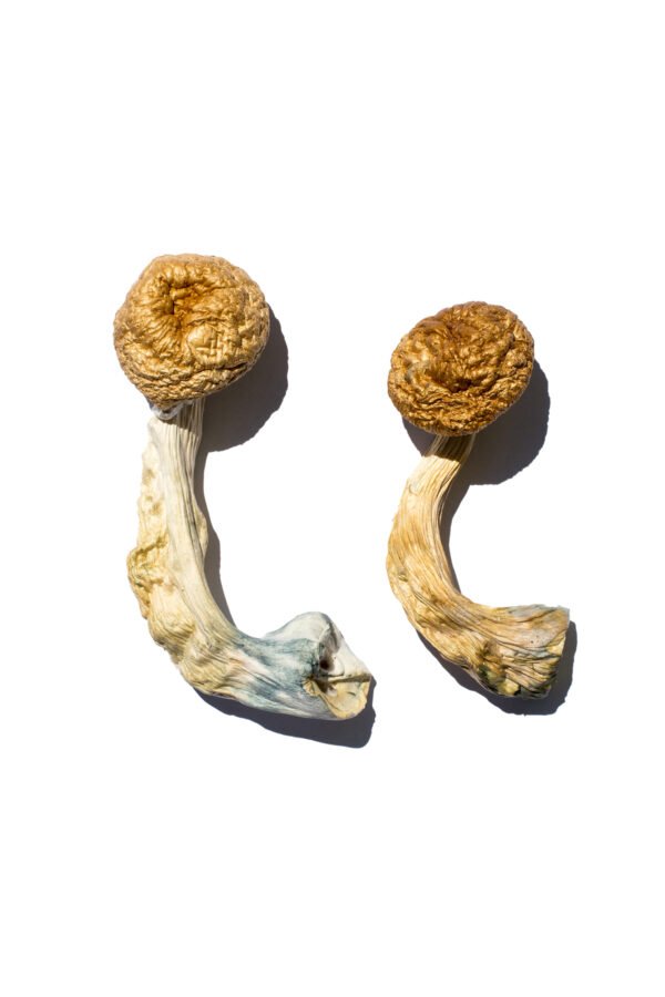 Cambodian Gold Shrooms