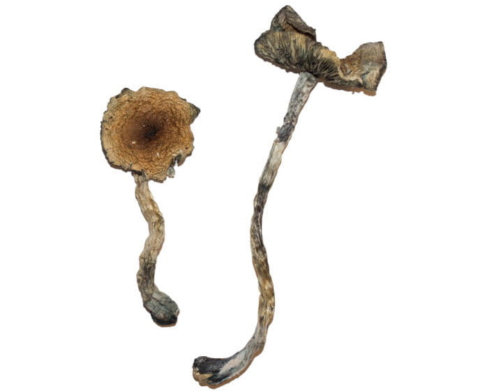 Blue Meanie Magic Mushroom Strain for sale