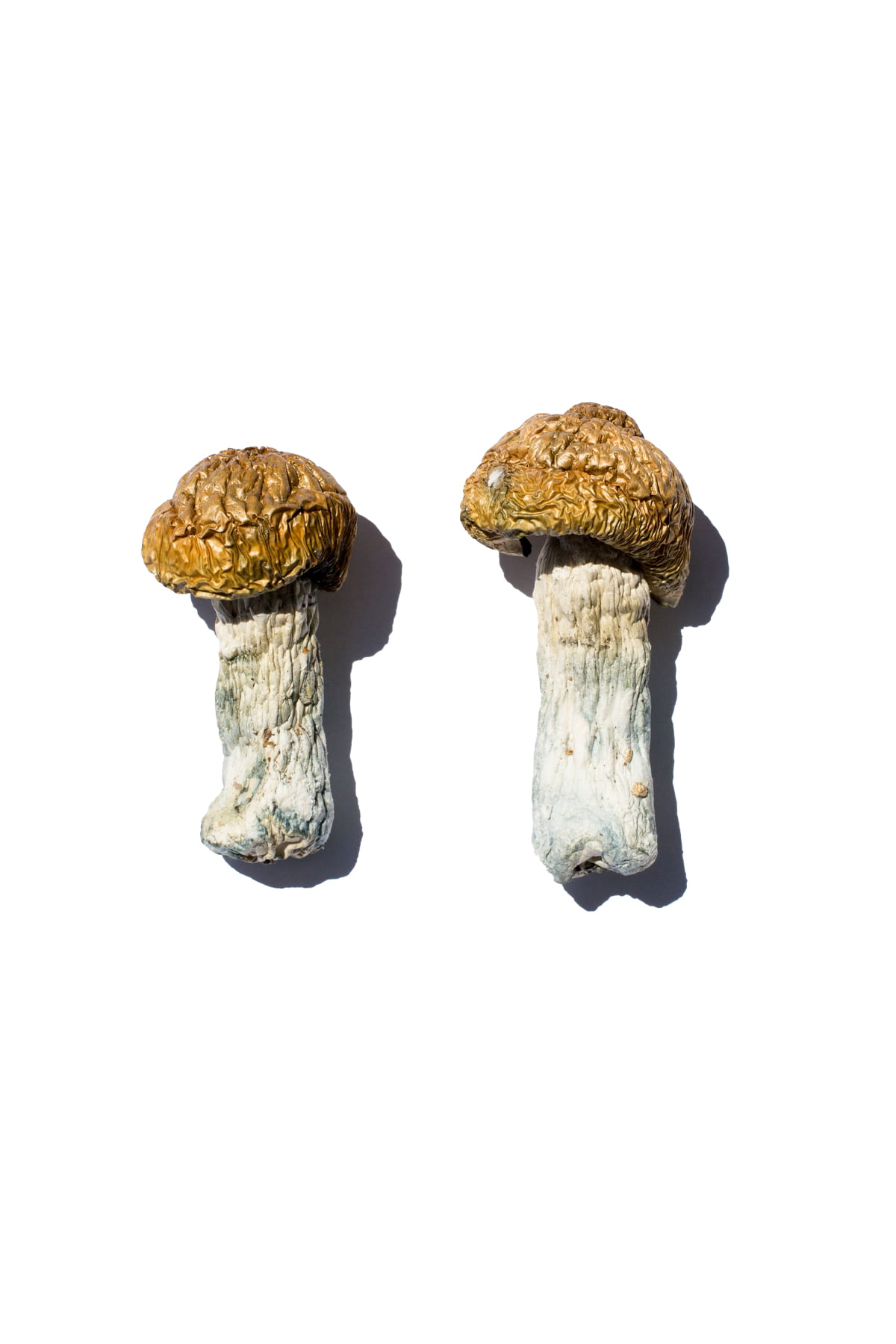 Hero Magic Mushrooms for sale