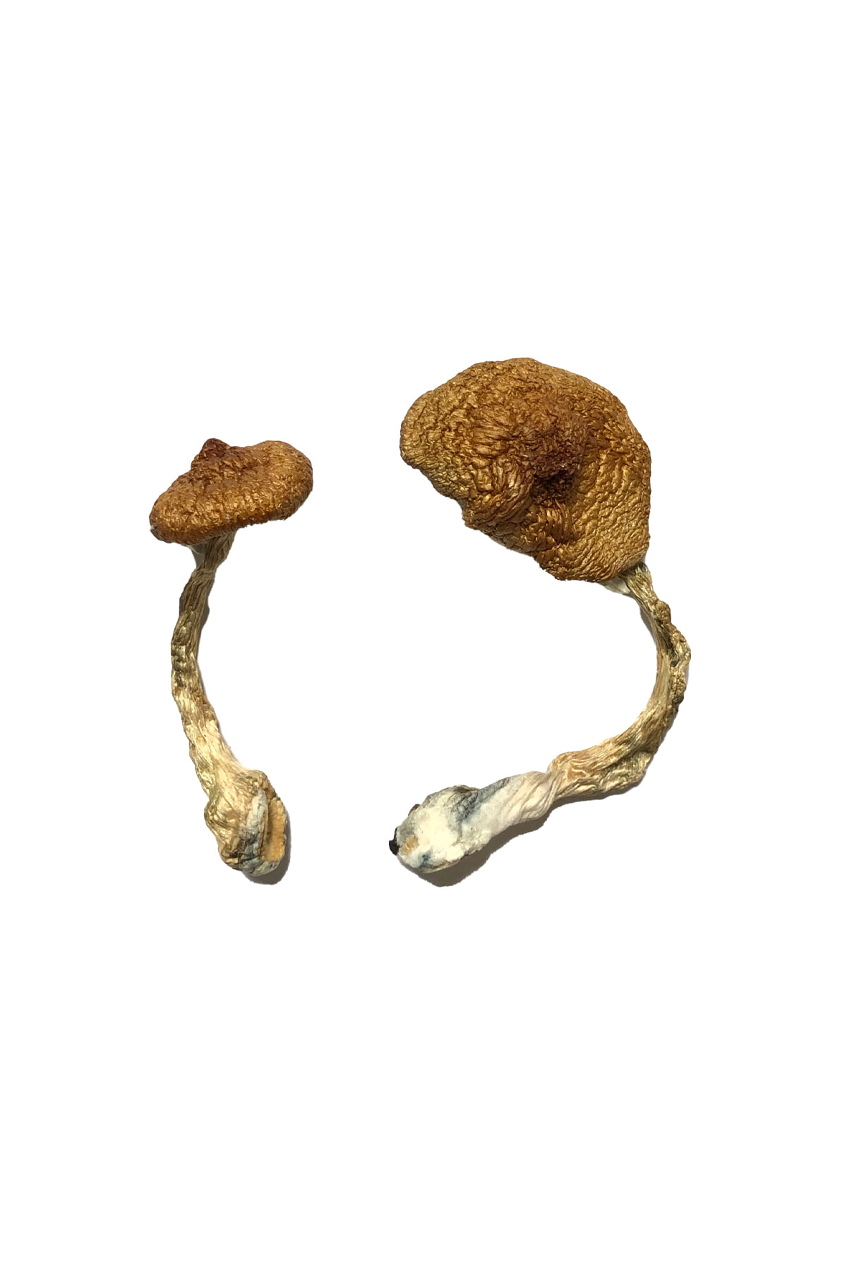 Buy Koh Samui Super Strain Magic Mushrooms online