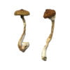 Koh Samui Super Strain Shrooms