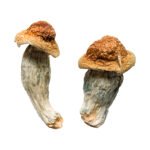 Melmac Homestead Penis Envy Magic Mushrooms