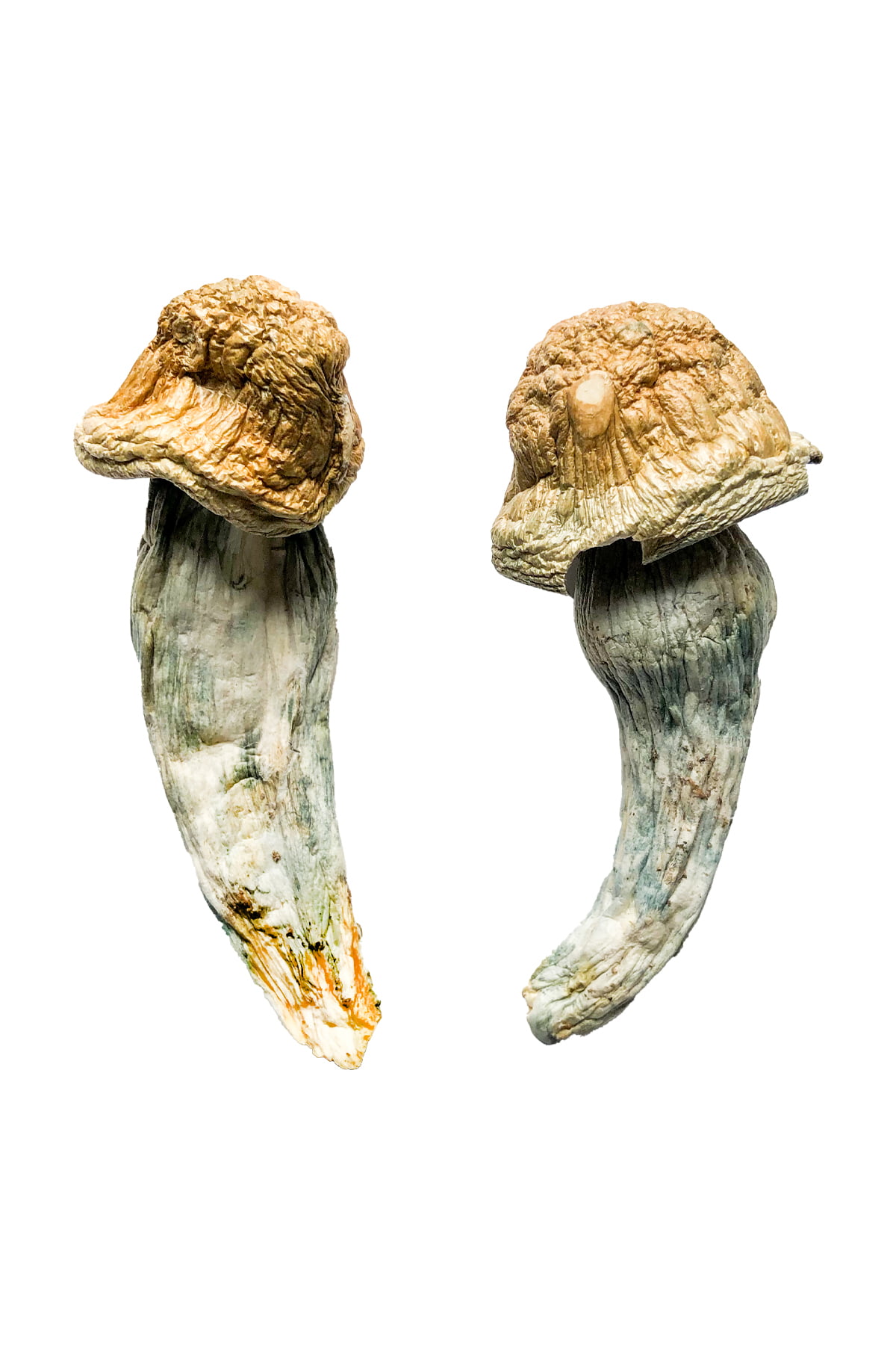 Penis Envy XL Magic Mushrooms