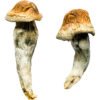Penis Envy XL Shrooms