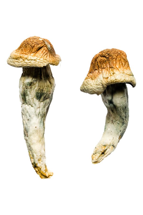 Penis Envy XL Shrooms