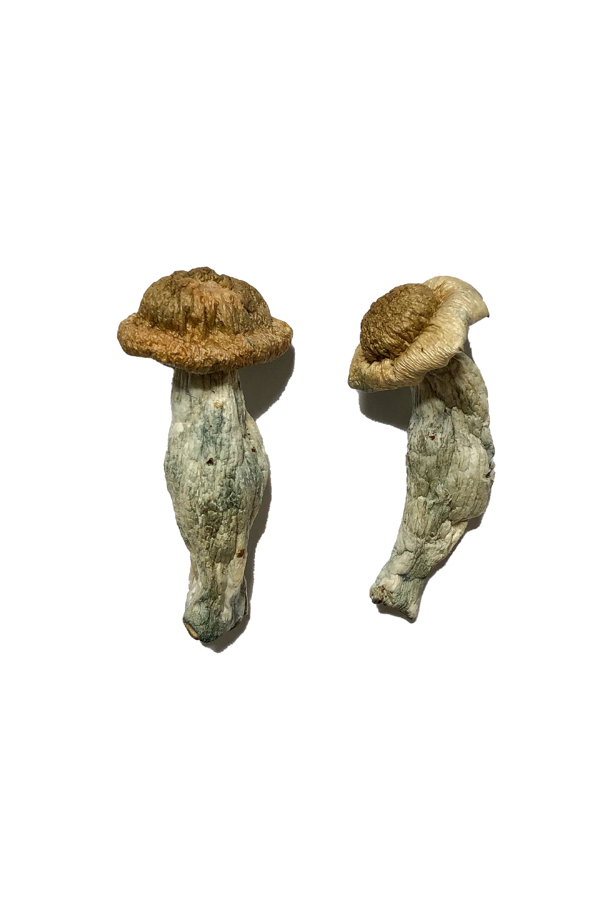 Sheperds Cut Penis Envy Magic Mushrooms