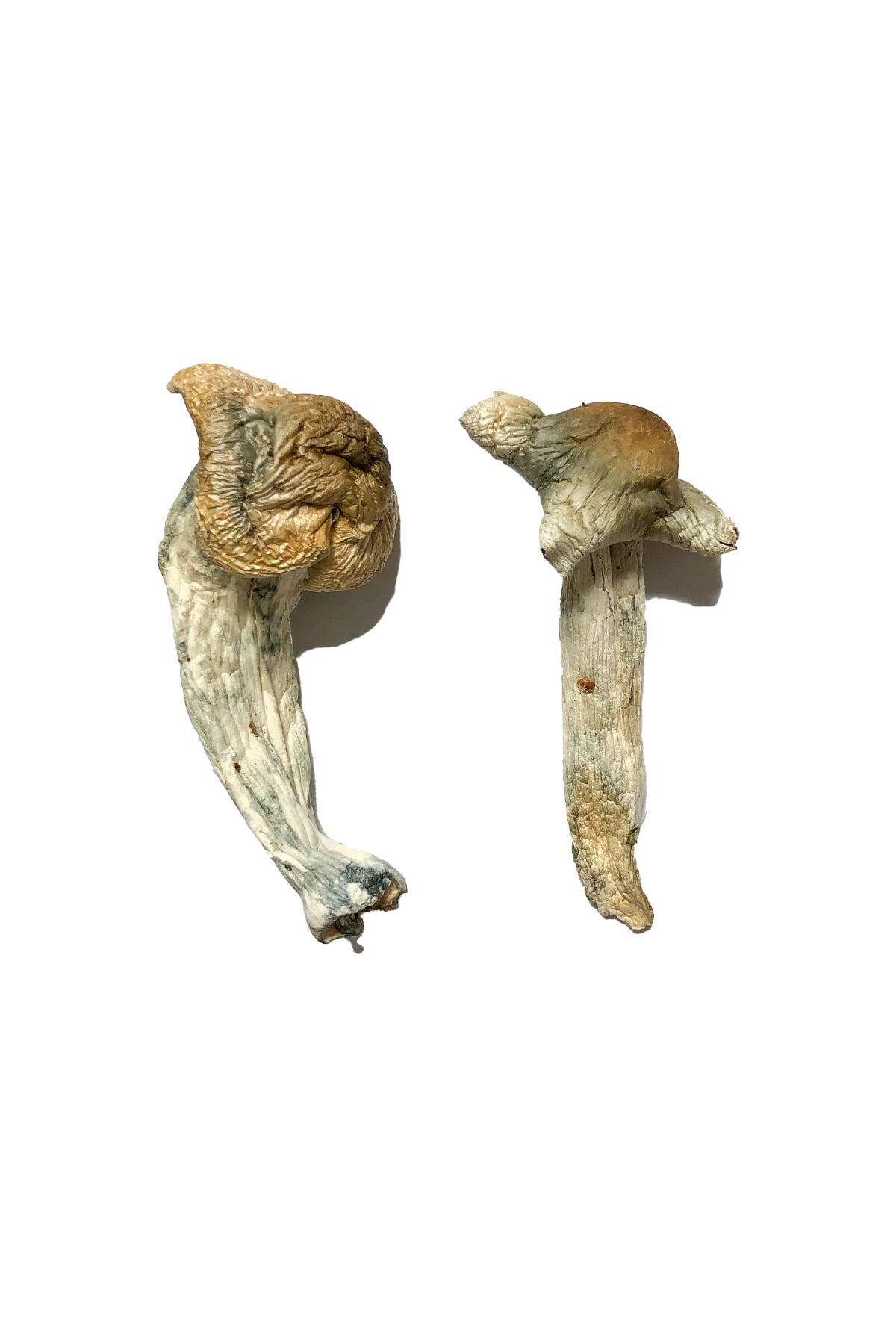 Sheperds Cut Penis Envy Magic Mushrooms