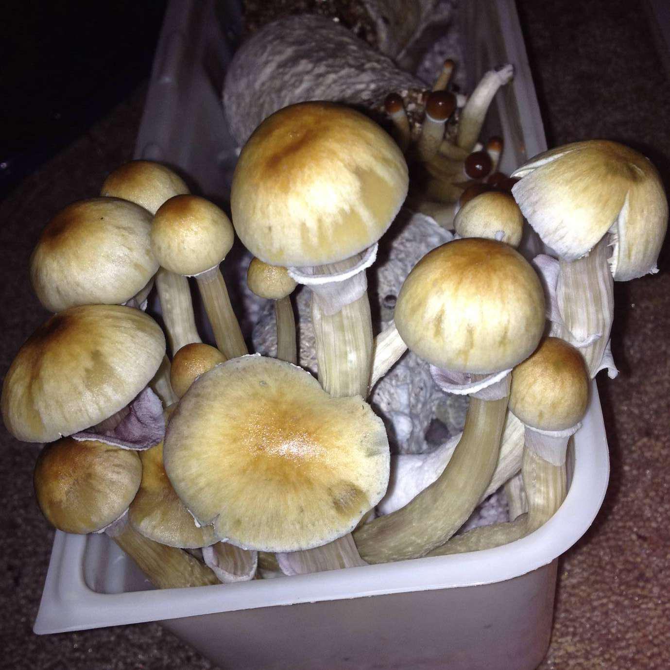 Buy Lizard King Magic Mushrooms Online 