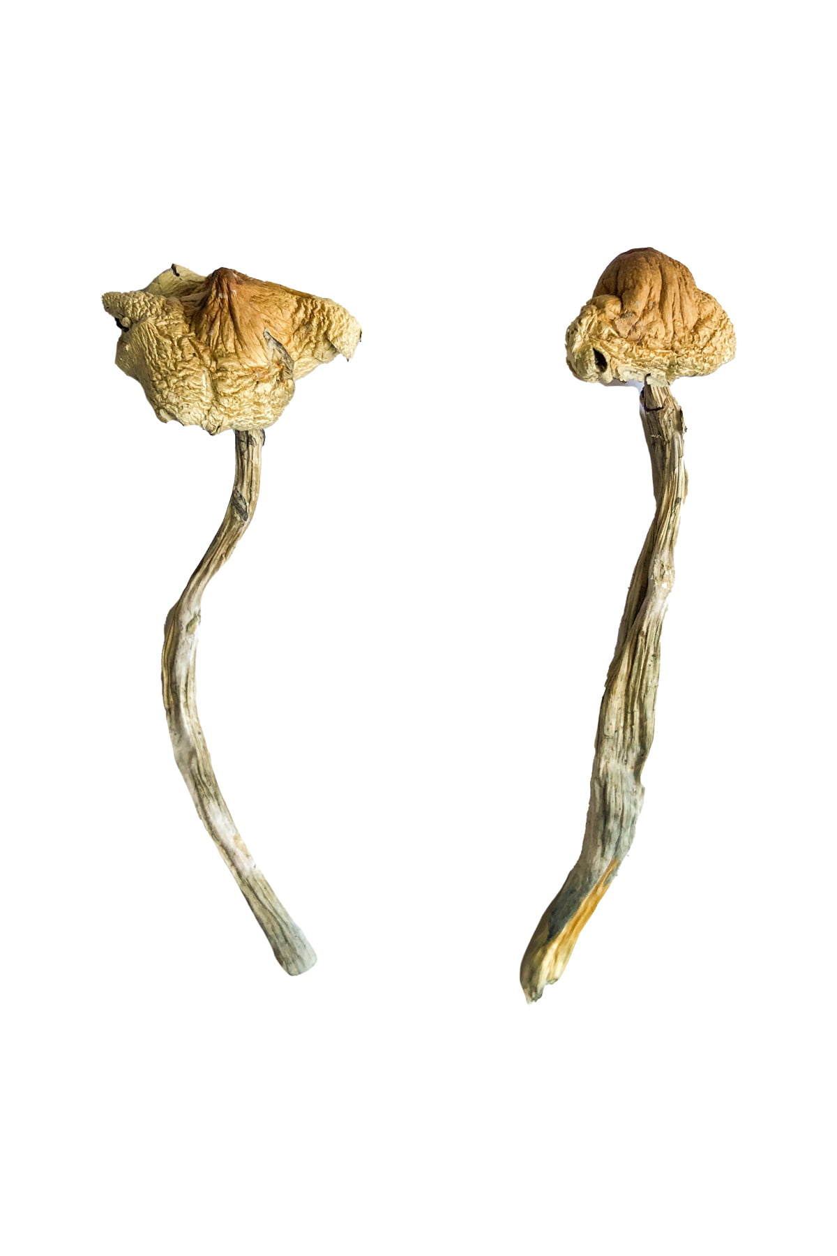 Huautla Magic Mushrooms