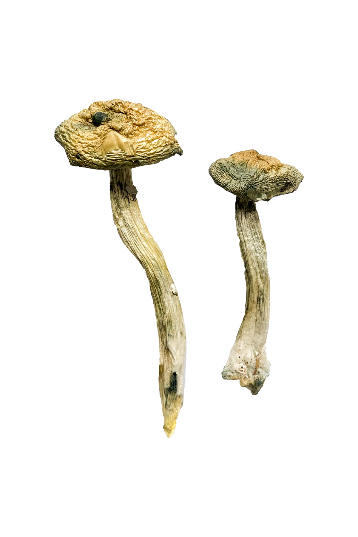 Buy Jerry Garcia Magic Mushrooms online